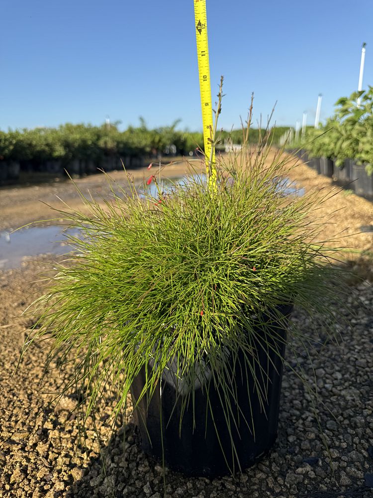 russelia-equisetiformis-firecracker-bush