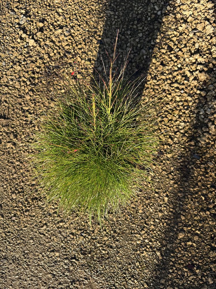 russelia-equisetiformis-firecracker-bush