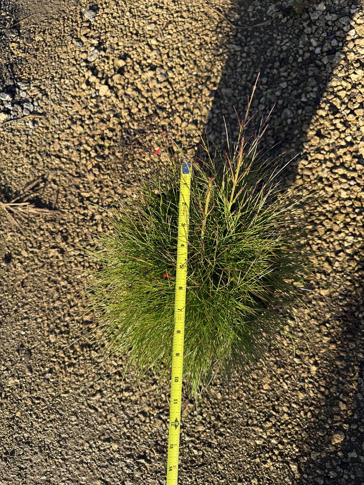 russelia-equisetiformis-firecracker-bush