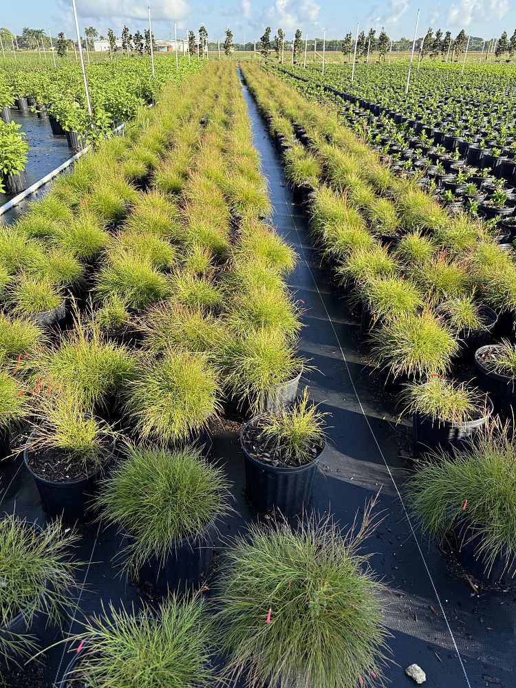 russelia-equisetiformis-firecracker-bush