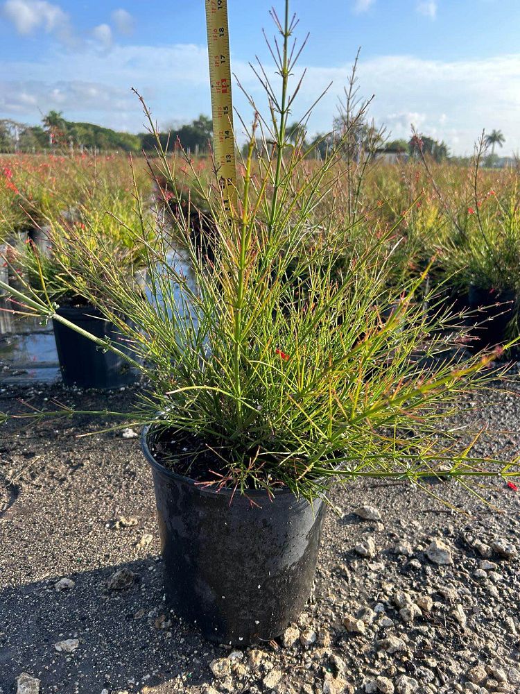 russelia-equisetiformis-firecracker-bush