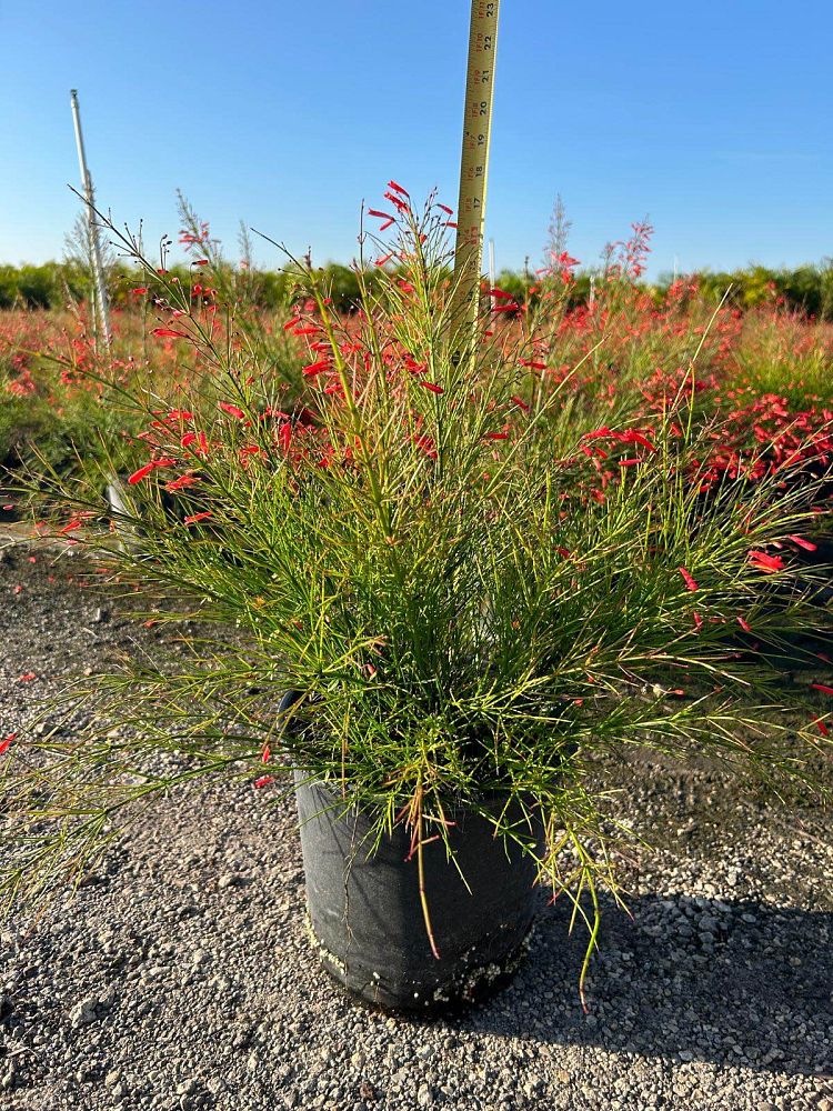 russelia-equisetiformis-firecracker-bush