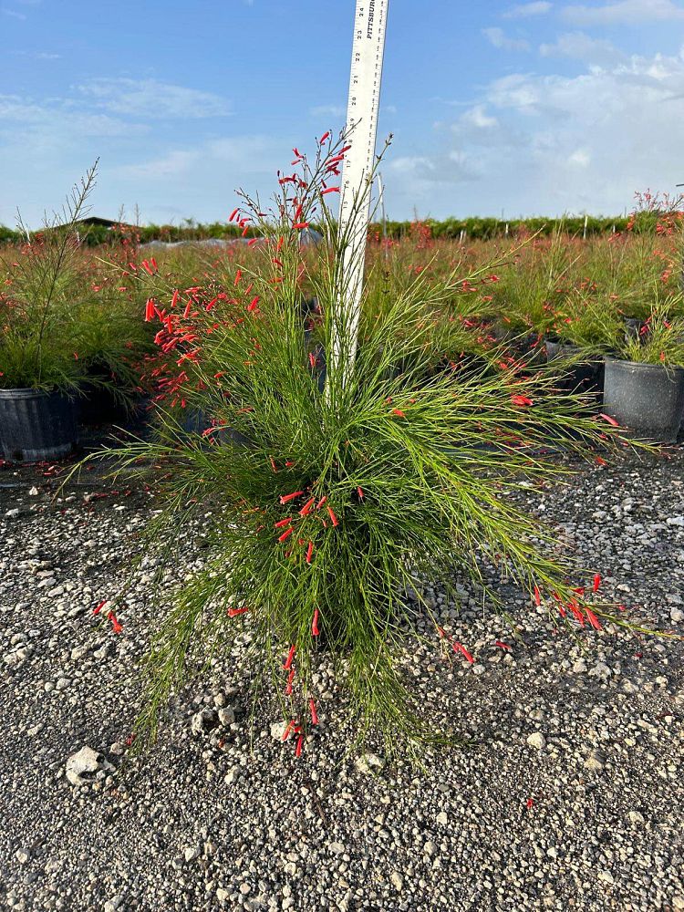 russelia-equisetiformis-firecracker-bush