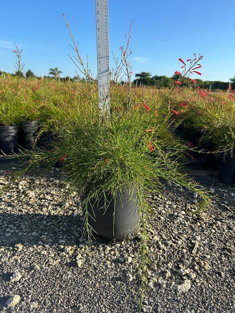 russelia-equisetiformis-firecracker-bush