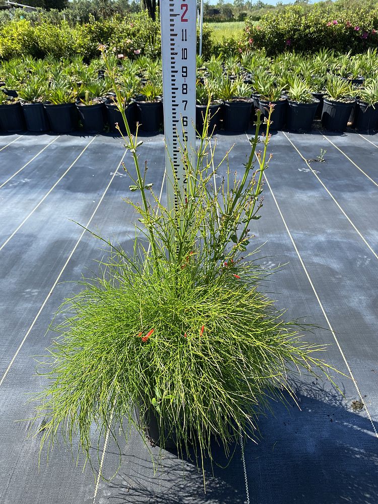 russelia-equisetiformis-firecracker-bush