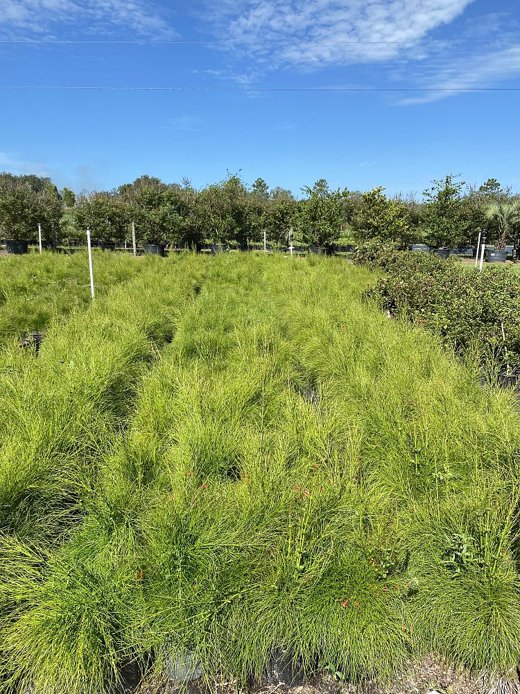 russelia-equisetiformis-firecracker-bush