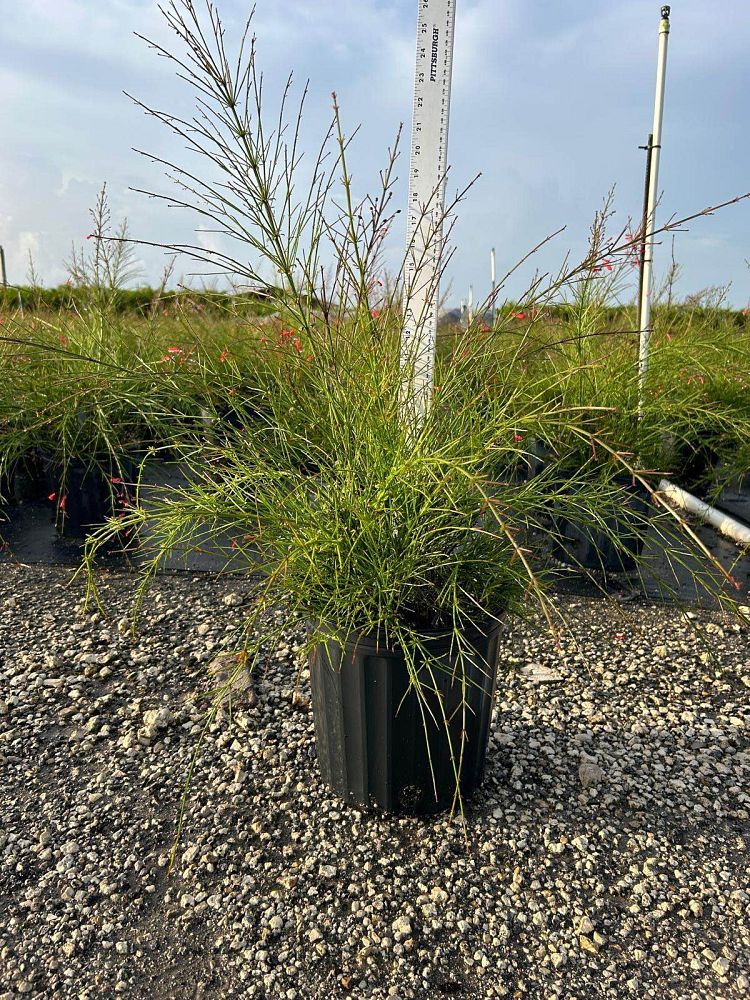 russelia-equisetiformis-firecracker-bush