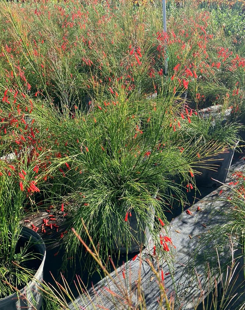 russelia-equisetiformis-firecracker-bush