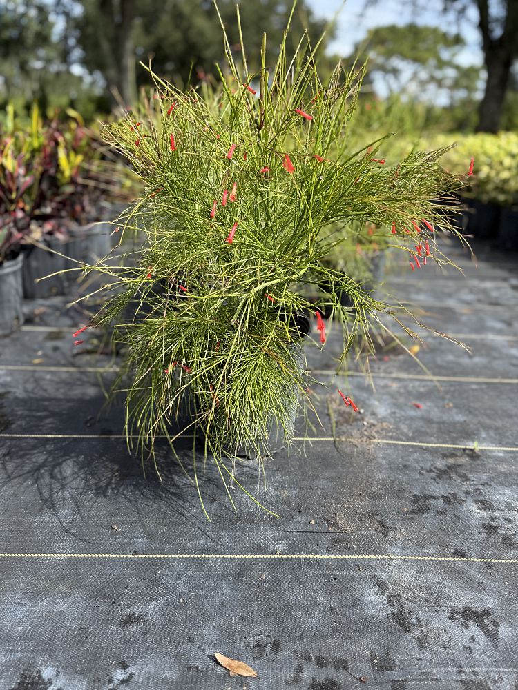 russelia-equisetiformis-firecracker-bush