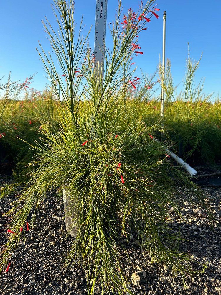 russelia-equisetiformis-firecracker-bush