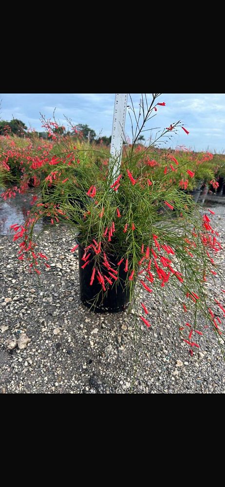 russelia-equisetiformis-firecracker-bush