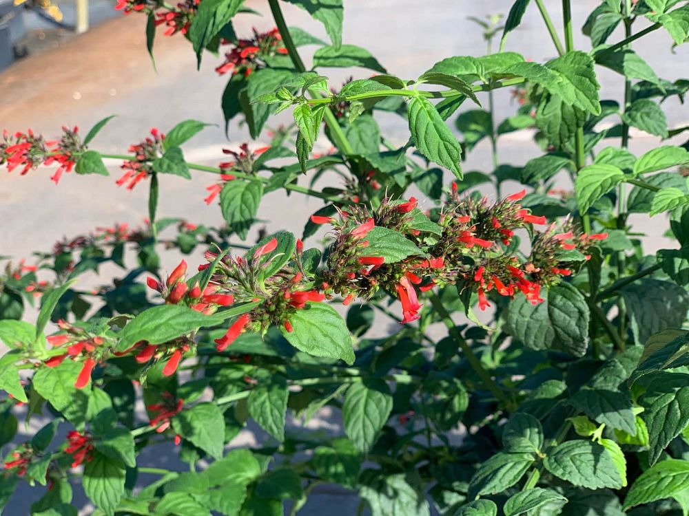 russelia-equisetiformis-peter-s-komet-firecracker-bush