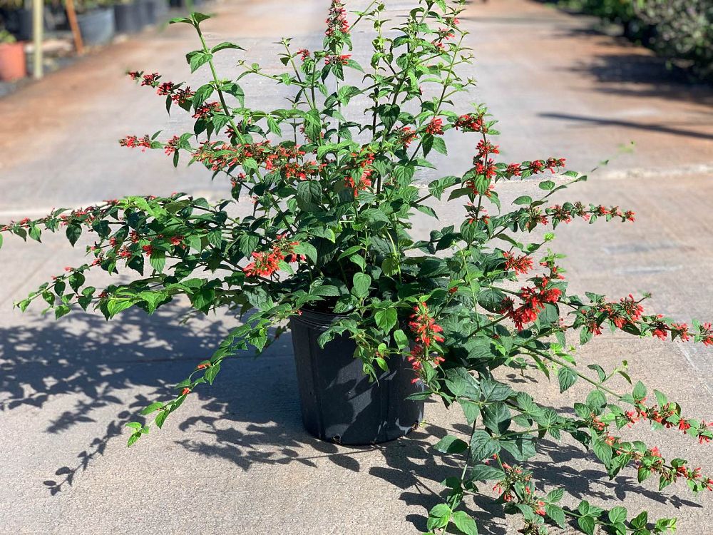 russelia-equisetiformis-peter-s-komet-firecracker-bush