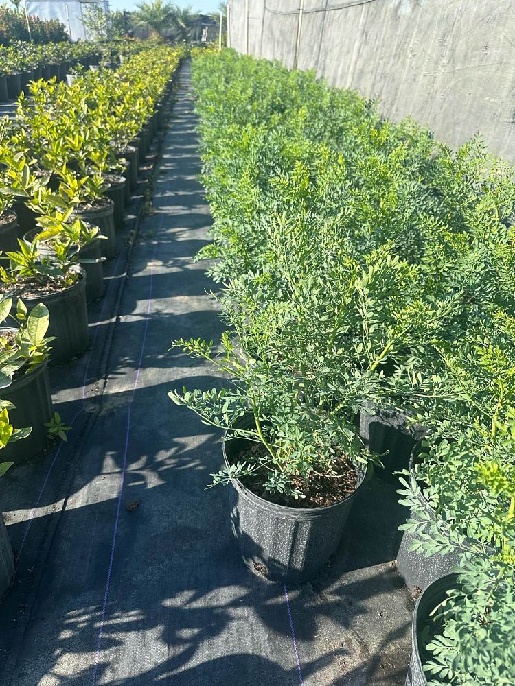 ruta-graveolens-rue