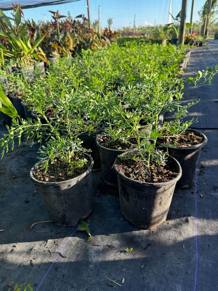 ruta-graveolens-rue