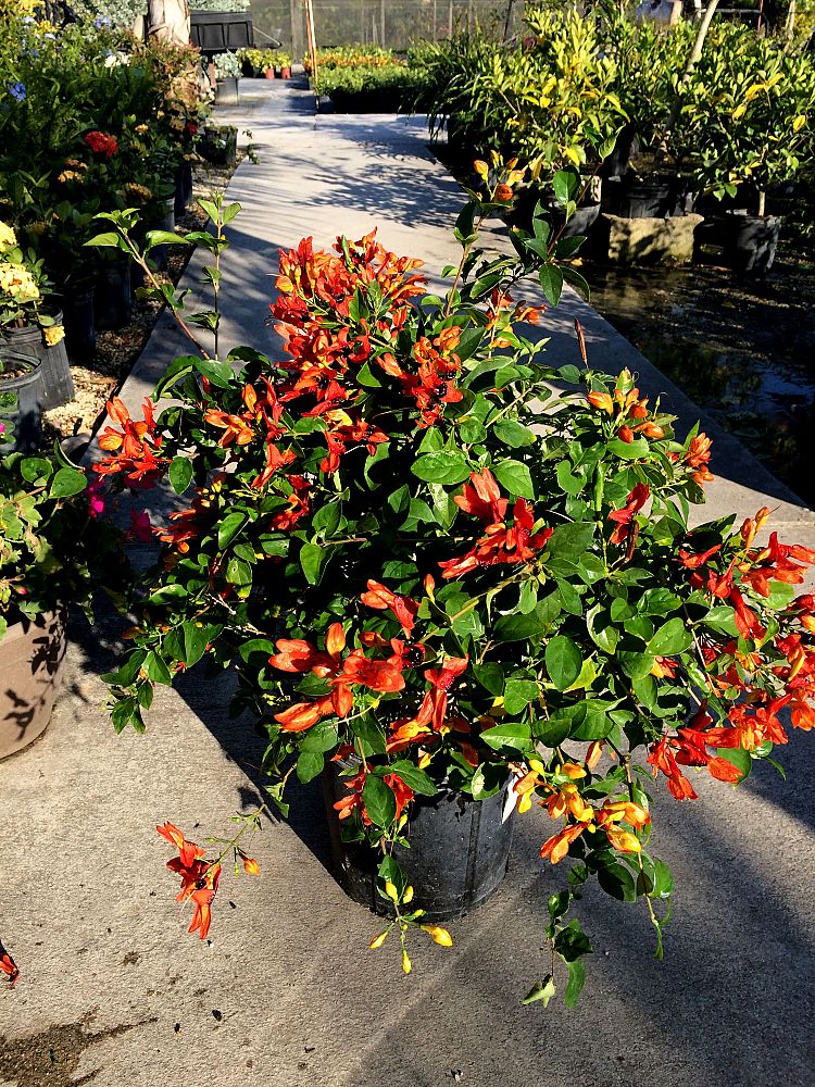 ruttya-fruticosa-orange-rabbit-ears