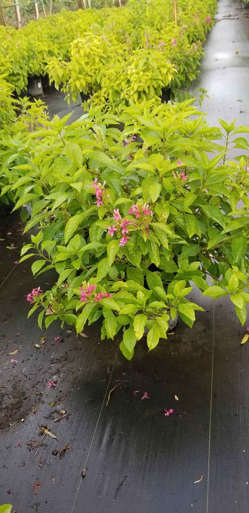 ruttya-x-ruspolia-phyllis-van-verden-rabbit-ears