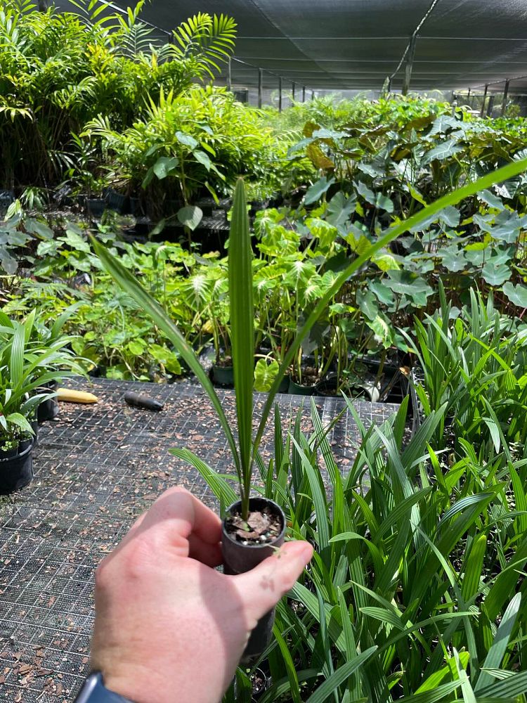 sabal-bermudana-bermuda-palmetto