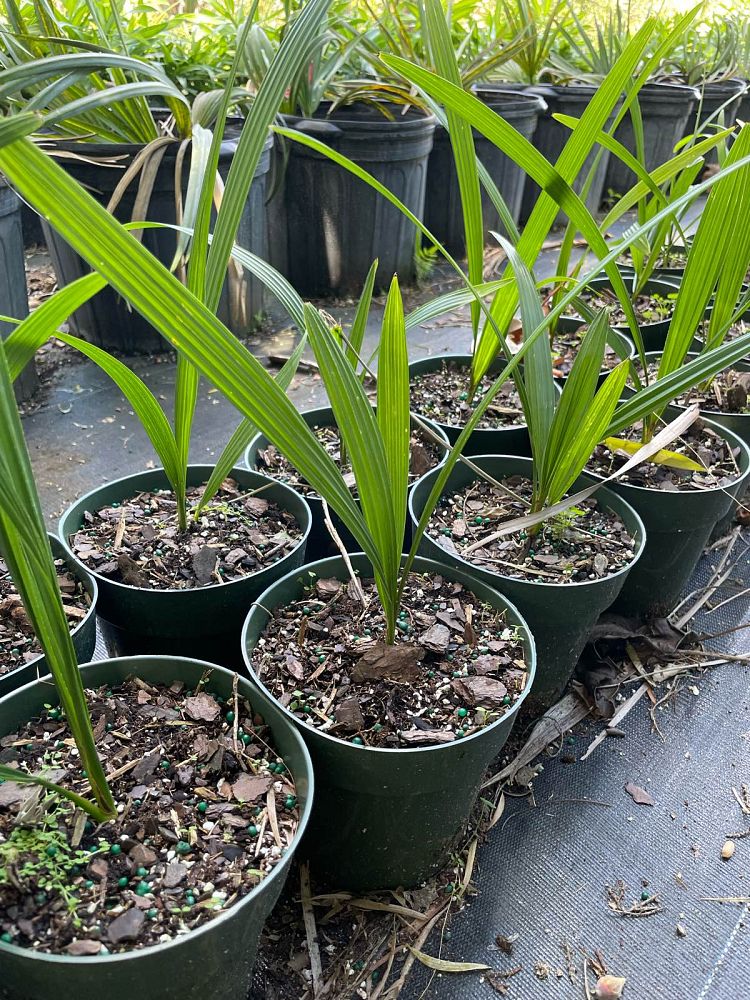 sabal-bermudana-bermuda-palmetto