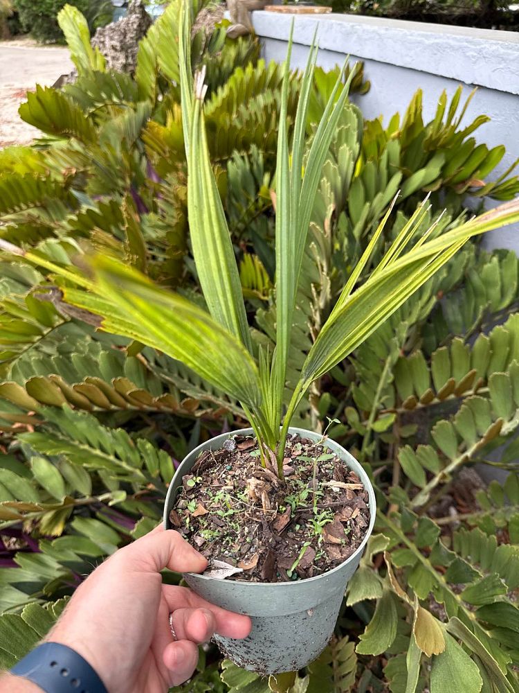 sabal-bermudana-bermuda-palmetto