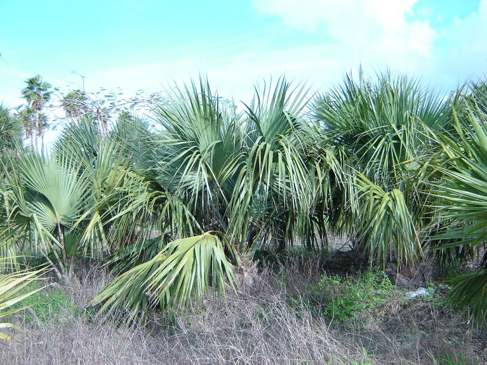 sabal-causiarum-puerto-rican-hat-palm