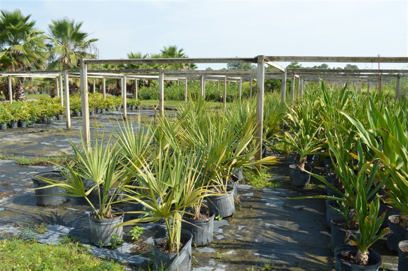 sabal-causiarum-puerto-rican-hat-palm