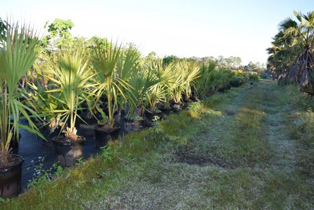 sabal-causiarum-puerto-rican-hat-palm