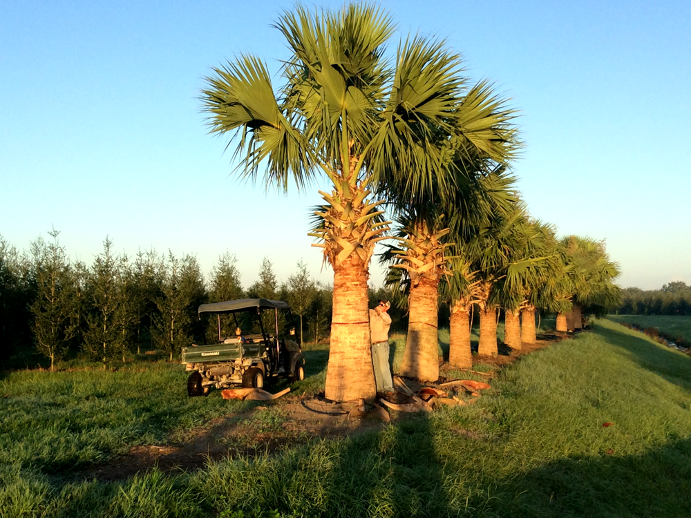 sabal-causiarum-puerto-rican-hat-palm