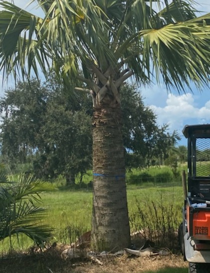 sabal-causiarum-puerto-rican-hat-palm