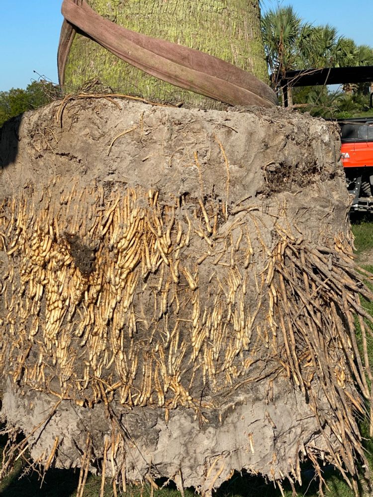 sabal-causiarum-puerto-rican-hat-palm