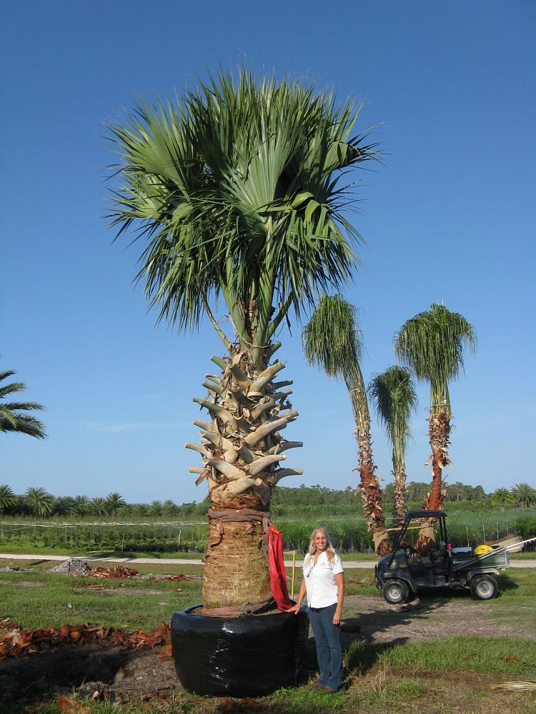 sabal-causiarum-puerto-rican-hat-palm