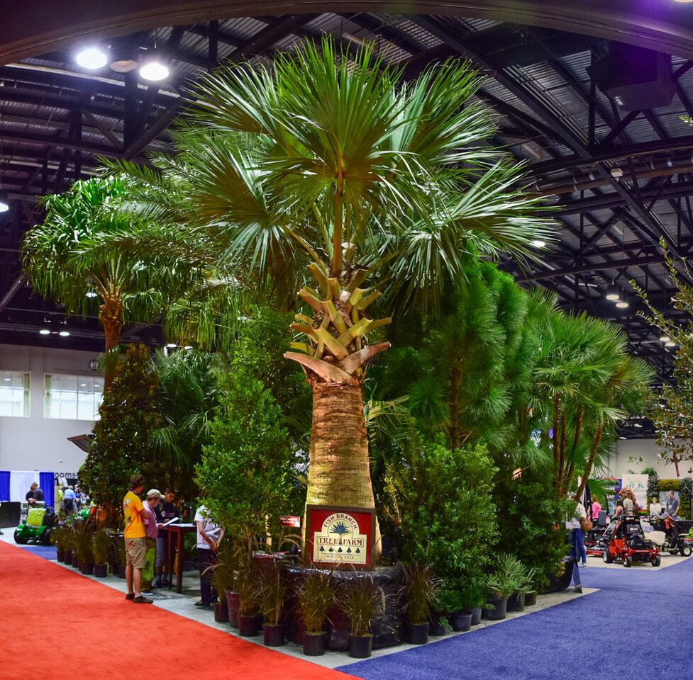 sabal-causiarum-puerto-rican-hat-palm