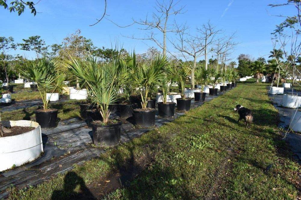 sabal-causiarum-puerto-rican-hat-palm