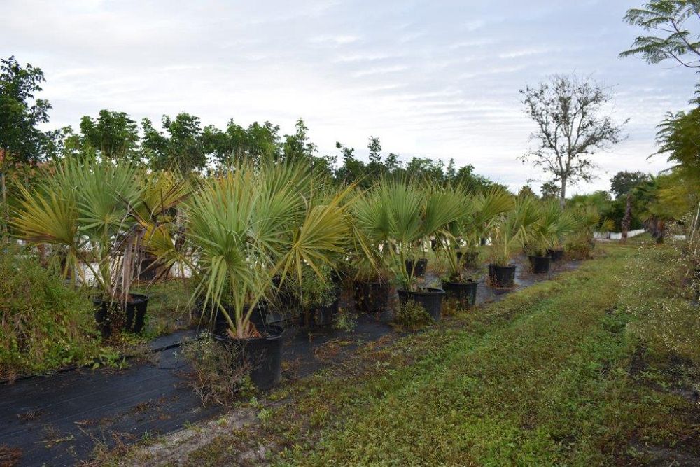 sabal-causiarum-puerto-rican-hat-palm