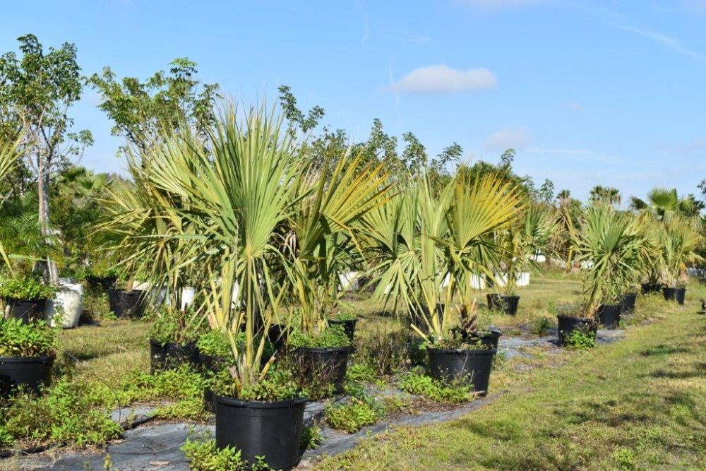 sabal-causiarum-puerto-rican-hat-palm