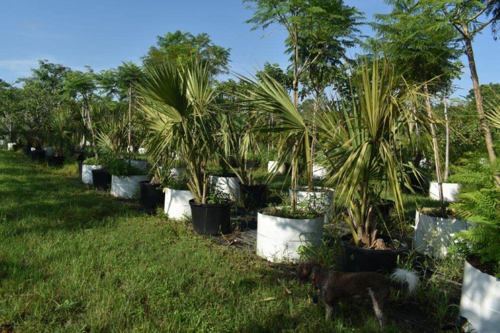 sabal-causiarum-puerto-rican-hat-palm