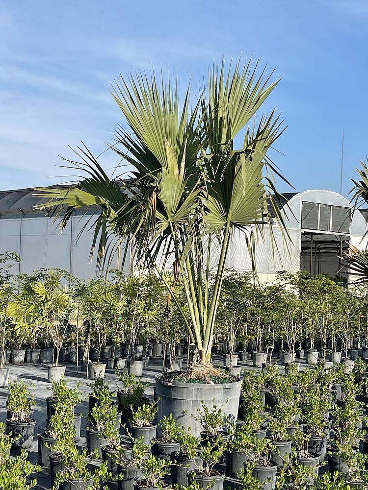 sabal-causiarum-puerto-rican-hat-palm