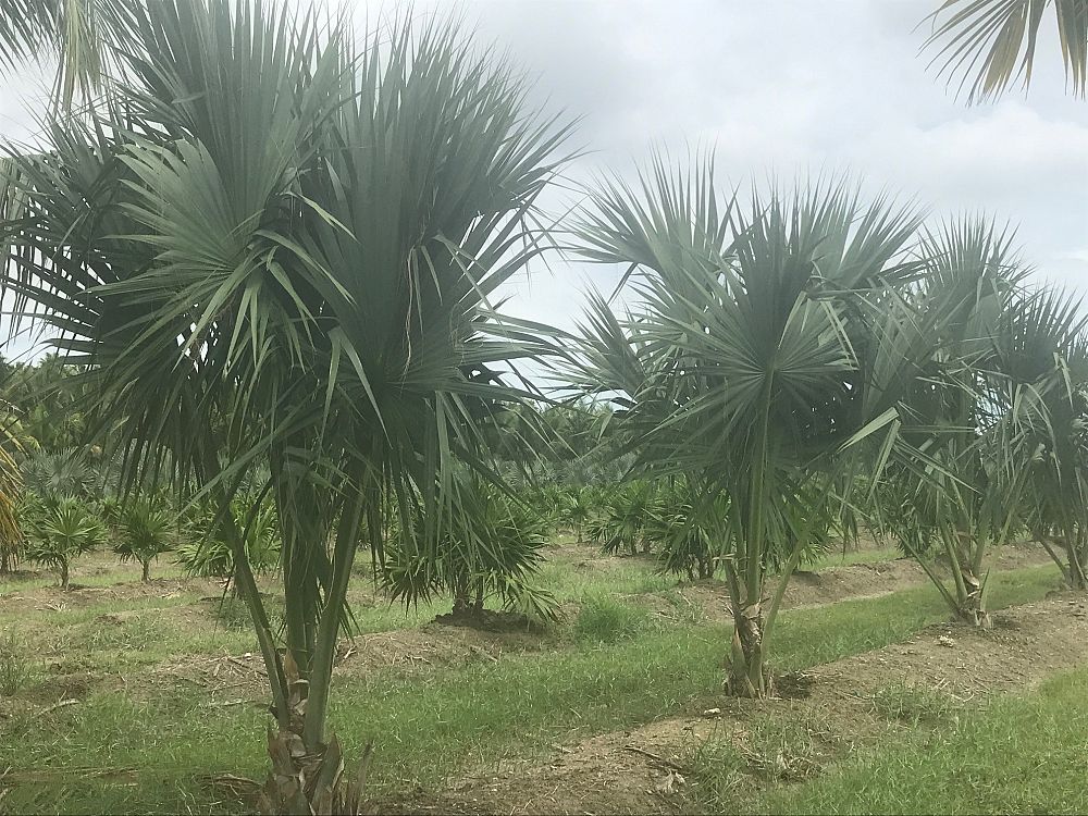 sabal-causiarum-puerto-rican-hat-palm