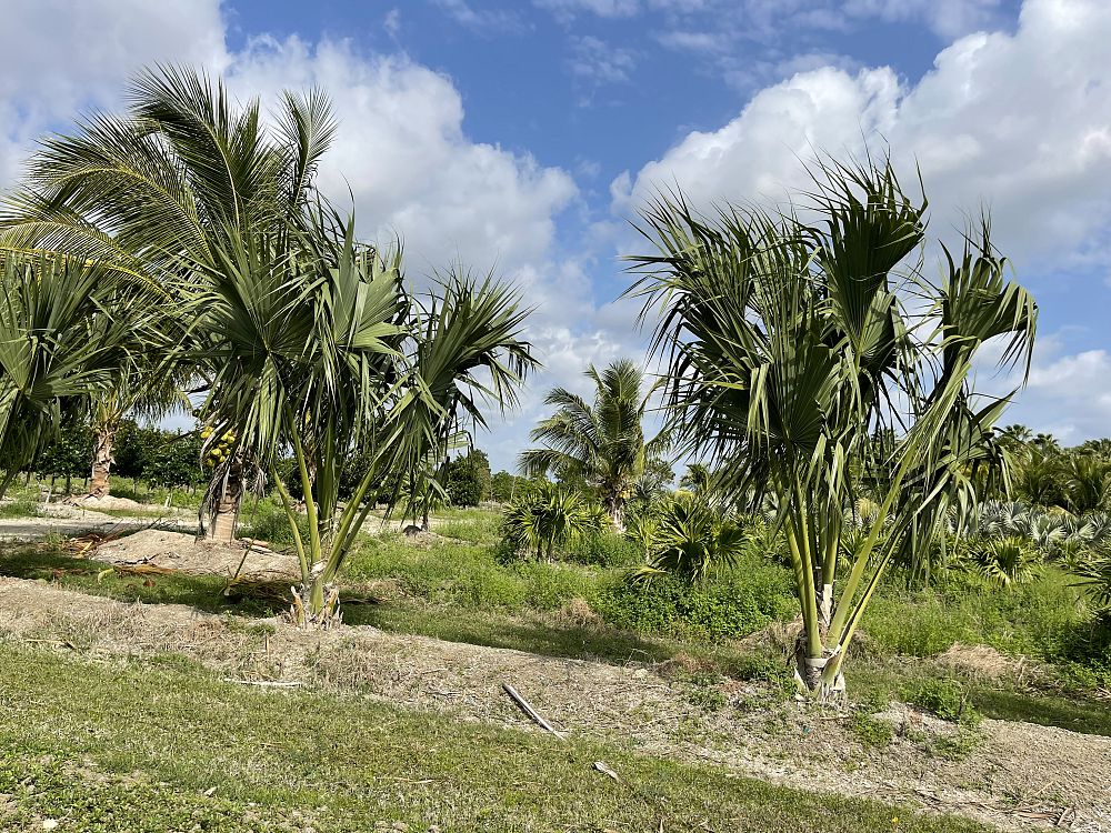 sabal-causiarum-puerto-rican-hat-palm
