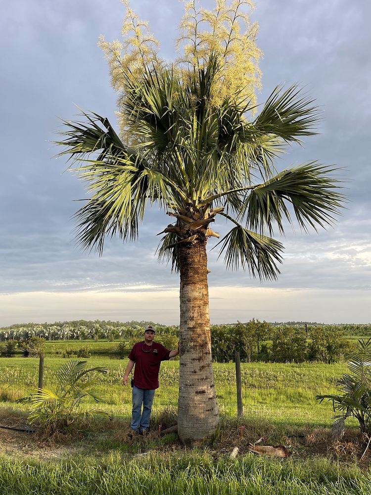 sabal-causiarum-puerto-rican-hat-palm