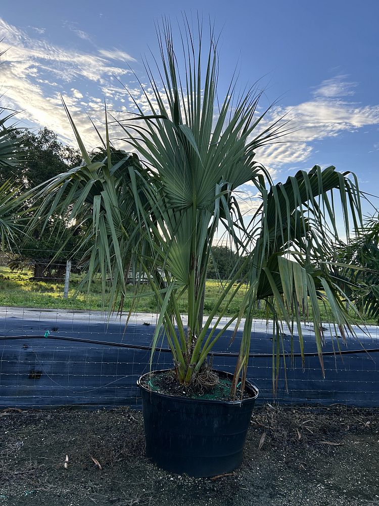 sabal-causiarum-puerto-rican-hat-palm