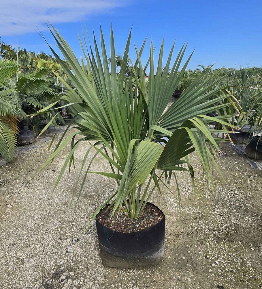 sabal-causiarum-puerto-rican-hat-palm