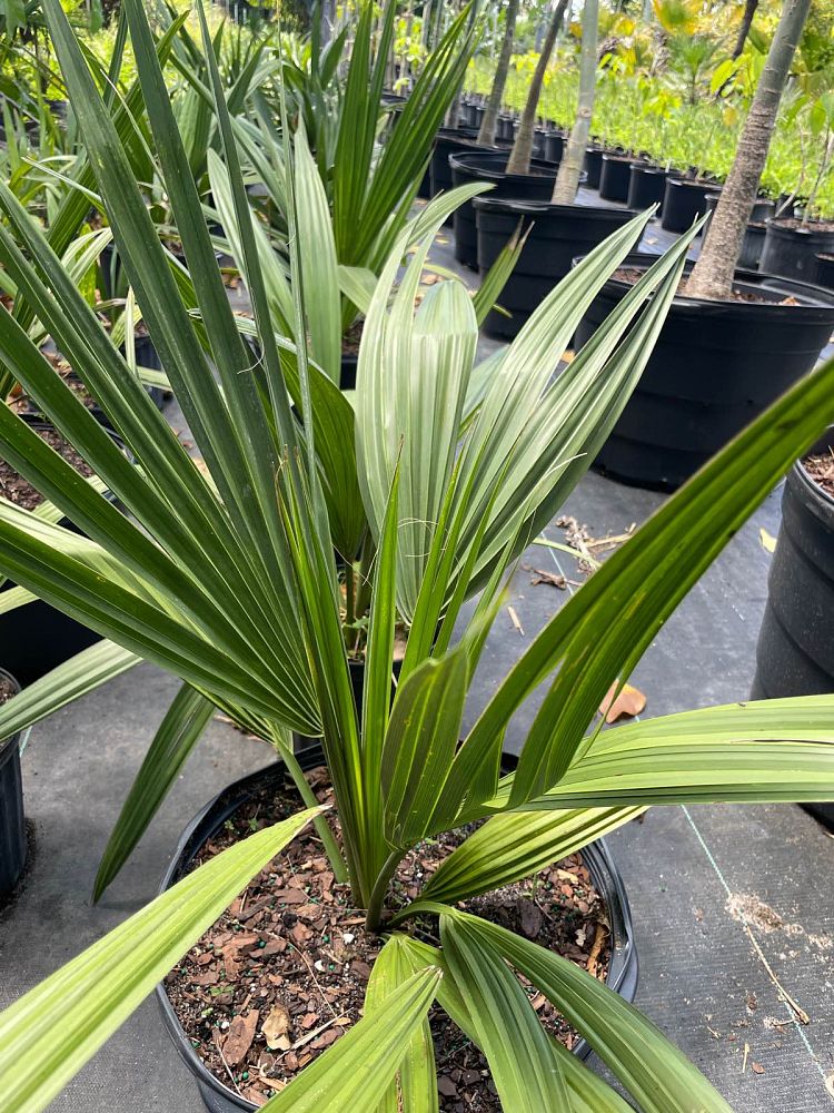 sabal-causiarum-puerto-rican-hat-palm