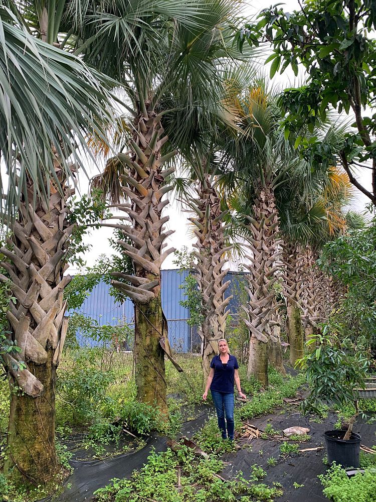 sabal-domingensis-santo-domingo-sabal-palm-dominican-sabal-palm