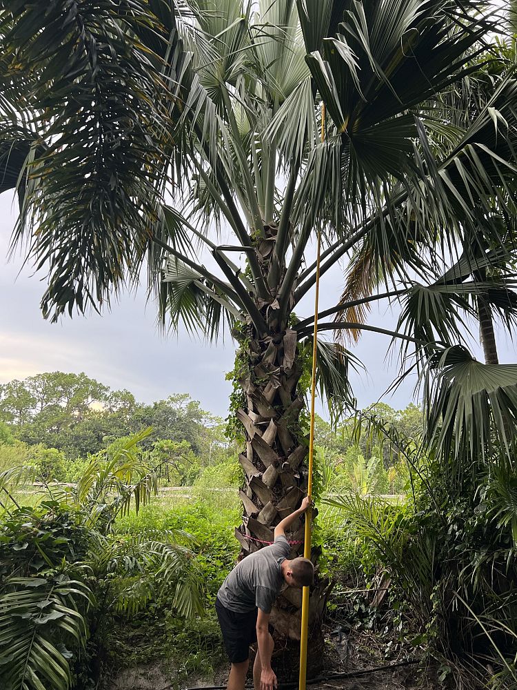 sabal-domingensis-santo-domingo-sabal-palm-dominican-sabal-palm