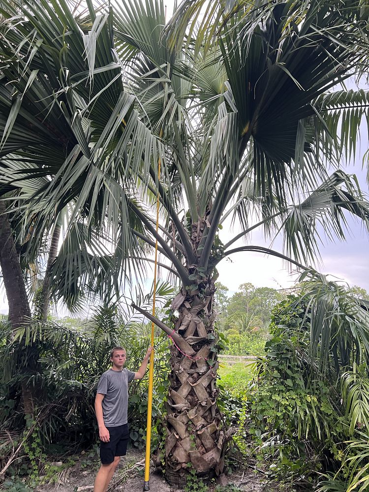 sabal-domingensis-santo-domingo-sabal-palm-dominican-sabal-palm