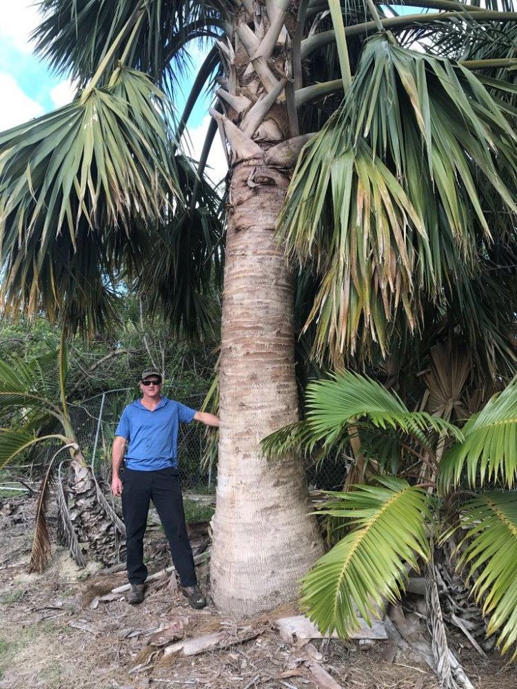 sabal-domingensis-santo-domingo-sabal-palm-dominican-sabal-palm