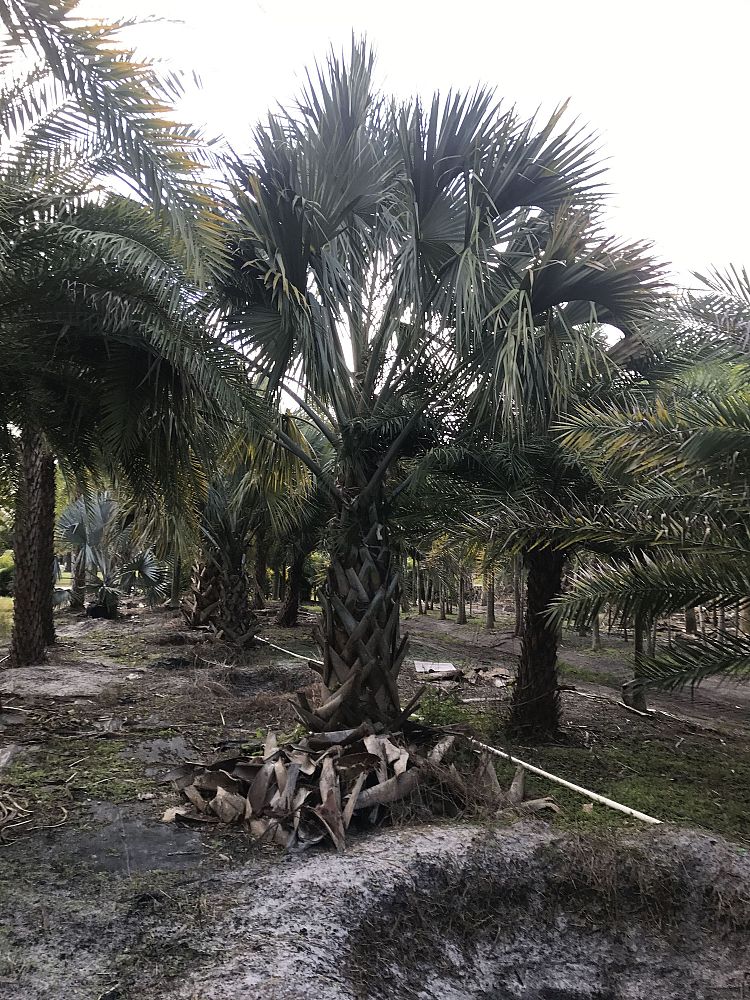 sabal-domingensis-santo-domingo-sabal-palm-dominican-sabal-palm
