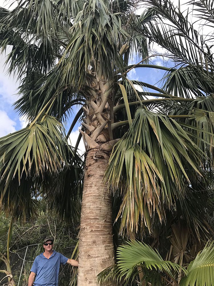 sabal-domingensis-santo-domingo-sabal-palm-dominican-sabal-palm