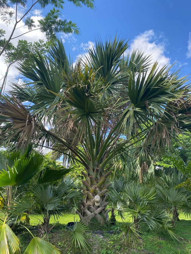 sabal-domingensis-santo-domingo-sabal-palm-dominican-sabal-palm